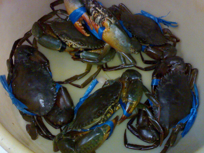 Cua đồng: Cua đồng cung cấp một lượng protein, khoáng chất và các nguyên tố vi lượng khổng lồ nhưng trái lại, lượng calo có trong cua rất thấp (89 calo/100g). Vào các dịp cuối tuần hay ngày nghỉ lễ, bạn hãy cùng gia đình và bạn bè dành một chút thời gian để chế biến và thưởng thức món cua hấp, canh cua hay cua rang me vì nó rất tốt cho sức khỏe. Xem thêm: Những thực phẩm cực tốt giúp thanh nhiệt, giải độc trong mùa hè / Thực phẩm thiết yếu khai thông "trí, lực" cho mùa thi cử