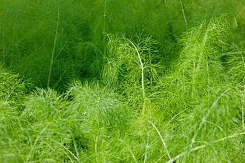 Rau thì là: Loại rau này có chứa rất nhiều vitamin C và các nguyên tố vi lượng (sắt và can-xi). Bên cạnh mùi vị rất lạ là tính năng giải độc cực tốt, và lượng calo trong 100g rau thì là chỉ là 24. Rau thì là làm tăng mùi vị của các món ăn vào mùa hè. Xem thêm: Những thực phẩm cực tốt giúp thanh nhiệt, giải độc trong mùa hè / Thực phẩm thiết yếu khai thông "trí, lực" cho mùa thi cử