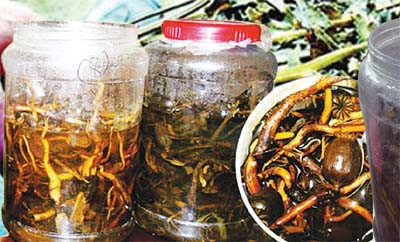 Rượu ngâm với cây tầm gửi: Dùng cây tầm gửi mọc hoang, ngâm cùng với rượu nguyên chất. Số lượng tùy vào số tầm gửi có được, có thể ngâm 1kg tầm gửi bằng 5 lít rượu nguyên chất. Thời gian ngâm ít nhất là 1 năm. Tác dụng của loại rượu này có thể chữa được nhiều bệnh như: Giải độc gan, điều hòa huyết áp …. Xem thêm: Ruợu rắn: "thần dược" hay "thuốc độc"? / Những món ăn dân dã cực tốt cho sức khỏe (P7)