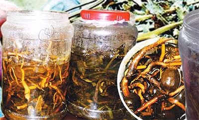 Rượu ngâm với cây tầm gửi: Dùng cây tầm gửi mọc hoang, ngâm cùng với rượu nguyên chất. Số lượng tùy vào số tầm gửi có được, có thể ngâm 1kg tầm gửi bằng 5 lít rượu nguyên chất. Thời gian ngâm ít nhất là 1 năm. Tác dụng của loại rượu này có thể chữa được nhiều bệnh như: Giải độc gan, điều hòa huyết áp …. Xem thêm: Ruợu rắn: "thần dược" hay "thuốc độc"? / Những món ăn dân dã cực tốt cho sức khỏe (P7)
