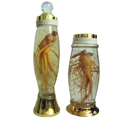 Rượu ngâm với cây mật gấu: Liều lượng ngâm dùng: 50 gram rễ cây mật gấu, bột dưỡng da từ các loại thảo dược (nguyên chất), 400-500ml rượu trắng (rượu gạo nấu, không được dùng rượu công nghiệp), ngâm từ 5-10 ngày là dùng được, có thể ngâm càng lâu càng tốt. Xem thêm: Ruợu rắn: "thần dược" hay "thuốc độc"? / Những món ăn dân dã cực tốt cho sức khỏe (P7)