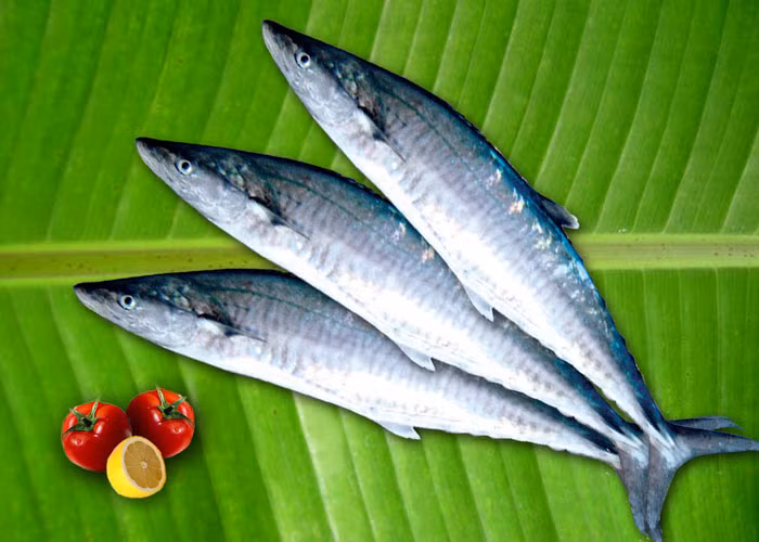 Cá thu: Cá thu là một loại cá nhỏ khác rất có ích. Giàu omega-3 (gấp hai cá hồi) và selen, cá thu tốt cho hệ thống miễn dịch. Selen hoạt động cùng các protein trong cơ thể để tạo thành các enzym chống oxy hóa và bảo vệ bạn chống lại những ảnh hưởng của ngộ độc thủy ngân.