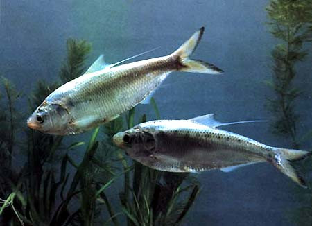 Cá trích là loại cá ít tanh, ăn rất lành, thịt trắng, ít mỡ ăn rất béo và là một trong các loại cá dễ đánh bắt nhất. Cá trích thường có tập tính di cư thành đàn lớn. Xem thêm: Những loại cá nước ngọt cực tốt cho sức khỏe/ Những loài hoa tốt cho sức khỏe Cá trích là loại cá ít tanh, ăn rất lành, thịt trắng, ít mỡ ăn rất béo và là một trong các loại cá dễ đánh bắt nhất. Cá trích thường có tập tính di cư thành đàn lớn. Xem thêm: Những loại cá nước ngọt cực tốt cho sức khỏe/ Những loài hoa tốt cho sức khỏe