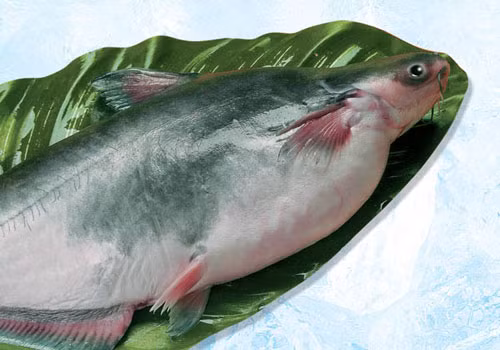 Cá Basa: Một nghiên cứu gần đây cho thấy, mỡ cá basa Việt Nam (loại cá nước ngọt nuôi bè trên sông Mekong) không những có đủ thành phần axit tốt cho sức khỏe mà còn chứa DHA. Trước đây, loại axit béo quan trọng này được xác định là chỉ có trong mỡ cá hồi, cá sọc, một số loài cá vùng biển sâu, vùng Greenland, Nhật Bản. Xem thêm: Những loại cá nước ngọt cực tốt cho sức khỏe/ Những loài hoa tốt cho sức khỏe Cá Basa: Một nghiên cứu gần đây cho thấy, mỡ cá basa Việt Nam (loại cá nước ngọt nuôi bè trên sông Mekong) không những có đủ thành phần axit tốt cho sức khỏe mà còn chứa DHA. Trước đây, loại axit béo quan trọng này được xác định là chỉ có trong mỡ cá hồi, cá sọc, một số loài cá vùng biển sâu, vùng Greenland, Nhật Bản. Xem thêm: Những loại cá nước ngọt cực tốt cho sức khỏe/ Những loài hoa tốt cho sức khỏe