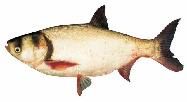 Theo y học truyền thống thì cá mè hoa tính ôn vị ngọt, có tác dụng bổ tì vị, khoẻ gân cốt, ích thận khí, thích hợp đối với những người phong hàn đau đầu, chóng mặt, hoa mắt, nhiều đờm, thận suy, gân cốt yếu, lưng khớp đau, tì vị suy hàn, tiêu hoá kém, tứ chi phù. Xem thêm: Những loại cá nước ngọt cực tốt cho sức khỏe/ Những loài hoa tốt cho sức khỏe Theo y học truyền thống thì cá mè hoa tính ôn vị ngọt, có tác dụng bổ tì vị, khoẻ gân cốt, ích thận khí, thích hợp đối với những người phong hàn đau đầu, chóng mặt, hoa mắt, nhiều đờm, thận suy, gân cốt yếu, lưng khớp đau, tì vị suy hàn, tiêu hoá kém, tứ chi phù. Xem thêm: Những loại cá nước ngọt cực tốt cho sức khỏe/ Những loài hoa tốt cho sức khỏe