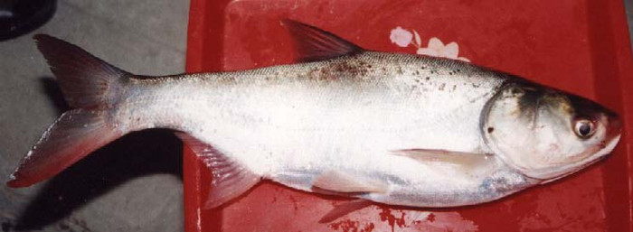 Cà mè hoa thịt béo ngon, cứ 100g thịt cá chứa 15,3g đạm; 2,2g mỡ; 4,7g carbohydrate; 82mg canxi; 18mg photpho; 0,8mg sắt; 229mg kali và các vitamin B1, B2; 2,8mg axit Nicotinic; 2,65mg vitamin E. Xem thêm: Những loại cá nước ngọt cực tốt cho sức khỏe/ Những loài hoa tốt cho sức khỏe Cà mè hoa thịt béo ngon, cứ 100g thịt cá chứa 15,3g đạm; 2,2g mỡ; 4,7g carbohydrate; 82mg canxi; 18mg photpho; 0,8mg sắt; 229mg kali và các vitamin B1, B2; 2,8mg axit Nicotinic; 2,65mg vitamin E. Xem thêm: Những loại cá nước ngọt cực tốt cho sức khỏe/ Những loài hoa tốt cho sức khỏe