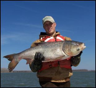 Cá mè hoa sống ở sông hồ, dài khoảng 30 – 40cm hoặc hơn nữa, thân cá dẹt, 2 bên gồ cao, lưng cá màu xám đen. Cá mè hoa nuôi 2 năm nặng khoảng 1,5kg đến 2kg, nếu nuôi 5 năm trở lên cá mè hoa có thể nặng tới 7- 8kg, cá mè hoa có đầu to hơn cá mè thường, đầu nhiều mỡ là chỗ ngon nhất của con cá. Xem thêm: Những loại cá nước ngọt cực tốt cho sức khỏe/ Những loài hoa tốt cho sức khỏe Cá mè hoa sống ở sông hồ, dài khoảng 30 – 40cm hoặc hơn nữa, thân cá dẹt, 2 bên gồ cao, lưng cá màu xám đen. Cá mè hoa nuôi 2 năm nặng khoảng 1,5kg đến 2kg, nếu nuôi 5 năm trở lên cá mè hoa có thể nặng tới 7- 8kg, cá mè hoa có đầu to hơn cá mè thường, đầu nhiều mỡ là chỗ ngon nhất của con cá. Xem thêm: Những loại cá nước ngọt cực tốt cho sức khỏe/ Những loài hoa tốt cho sức khỏe