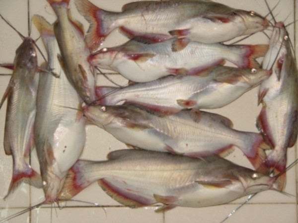 Cá ngạnh: Cá ngạnh dễ phân biệt với các loại cá nước ngọt khác vì có thân và đầu dẹp, da trơn, hai đôi râu và ba ngạnh trên đầu. Tại những vùng nước chảy êm của hạ lưu sông Thu Bồn (Quảng Nam), cá ngạnh sống nhiều, có quanh năm, nhưng nhiều nhất vẫn là vào mùa mưa. Khi những cơn mưa đầu mùa trút nước, cá từ nguồn đổ về đồng bằng, tràn vào các cánh đồng hai bên sông, tìm vùng nhiều bùn để đẻ. Lúc này, thịt cá béo, có cặp trứng vàng hườm dưới bụng. Xem thêm: Những thực phẩm cực tốt giúp thanh nhiệt, giải độc trong mùa hè / Những món ăn dân dã cực tốt cho sức khỏe (P7) Cá ngạnh: Cá ngạnh dễ phân biệt với các loại cá nước ngọt khác vì có thân và đầu dẹp, da trơn, hai đôi râu và ba ngạnh trên đầu. Tại những vùng nước chảy êm của hạ lưu sông Thu Bồn (Quảng Nam), cá ngạnh sống nhiều, có quanh năm, nhưng nhiều nhất vẫn là vào mùa mưa. Khi những cơn mưa đầu mùa trút nước, cá từ nguồn đổ về đồng bằng, tràn vào các cánh đồng hai bên sông, tìm vùng nhiều bùn để đẻ. Lúc này, thịt cá béo, có cặp trứng vàng hườm dưới bụng. Xem thêm: Những thực phẩm cực tốt giúp thanh nhiệt, giải độc trong mùa hè / Những món ăn dân dã cực tốt cho sức khỏe (P7)