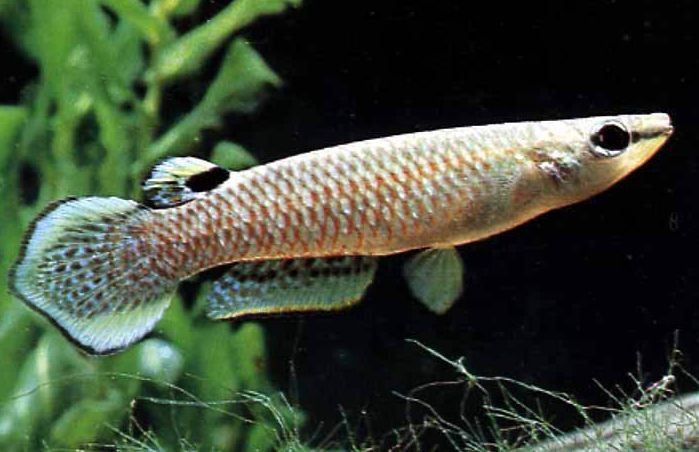 Cá có giá trị dinh dưỡng cao, giàu protein và các vitamin A, B và D, chất khoáng như phốt-pho và I-ốt. Cá chứa ít chất béo hơn thịt nên dễ tiêu hóa. Xem thêm: Những thực phẩm cực tốt giúp thanh nhiệt, giải độc trong mùa hè / Những món ăn dân dã cực tốt cho sức khỏe (P7) Cá có giá trị dinh dưỡng cao, giàu protein và các vitamin A, B và D, chất khoáng như phốt-pho và I-ốt. Cá chứa ít chất béo hơn thịt nên dễ tiêu hóa. Xem thêm: Những thực phẩm cực tốt giúp thanh nhiệt, giải độc trong mùa hè / Những món ăn dân dã cực tốt cho sức khỏe (P7)