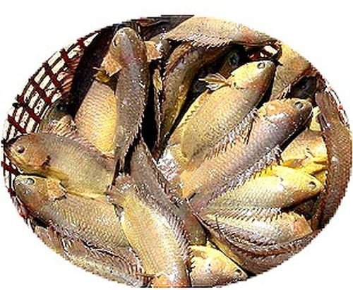 Cá rô đồng: Cá rô đồng không còn xa lạ đối với mỗi chúng ta, đặc biệt là vùng thôn quê trung du. Cá rô đồng có thể sử dụng làm nhiều món ăn ngon và đặc biệt hơn là rất giàu hàm lượng chất dinh dưỡng. Xem thêm: Những thực phẩm cực tốt giúp thanh nhiệt, giải độc trong mùa hè / Những món ăn dân dã cực tốt cho sức khỏe (P7) Cá rô đồng: Cá rô đồng không còn xa lạ đối với mỗi chúng ta, đặc biệt là vùng thôn quê trung du. Cá rô đồng có thể sử dụng làm nhiều món ăn ngon và đặc biệt hơn là rất giàu hàm lượng chất dinh dưỡng. Xem thêm: Những thực phẩm cực tốt giúp thanh nhiệt, giải độc trong mùa hè / Những món ăn dân dã cực tốt cho sức khỏe (P7)