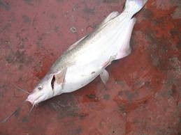 Cá ngạnh cũng còn được gọi là cá hóa, cá lại, cá bạch kính... Thịt của cá ngạnh tính bình, vị ngọt. Thành phần chủ yếu thì có protein, chất béo, carbon hydrat, muối vô cơ... sinh sống trong sông ngòi, phần lớn là sống dưới lớp đáy sông. Tác dụng: bổ trung ích khí, lợi thủy. Xem thêm: Những thực phẩm cực tốt giúp thanh nhiệt, giải độc trong mùa hè / Những món ăn dân dã cực tốt cho sức khỏe (P7) Cá ngạnh cũng còn được gọi là cá hóa, cá lại, cá bạch kính... Thịt của cá ngạnh tính bình, vị ngọt. Thành phần chủ yếu thì có protein, chất béo, carbon hydrat, muối vô cơ... sinh sống trong sông ngòi, phần lớn là sống dưới lớp đáy sông. Tác dụng: bổ trung ích khí, lợi thủy. Xem thêm: Những thực phẩm cực tốt giúp thanh nhiệt, giải độc trong mùa hè / Những món ăn dân dã cực tốt cho sức khỏe (P7)