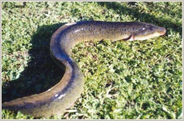 Máu cá chình được ghi nhận là có độc tính đối với người và các động vật có vú khác, tuy nhiên sau khi đun, nấu các proteins gây độc này bị mất tác dụng. Đây cũng là lwoif cảnh báo đối với một số người khi đi nhậu không nên dùng tiết các trình để pha rượu uống. Xem thêm: Những thực phẩm cực tốt giúp thanh nhiệt, giải độc trong mùa hè / Những món ăn dân dã cực tốt cho sức khỏe (P7) Máu cá chình được ghi nhận là có độc tính đối với người và các động vật có vú khác, tuy nhiên sau khi đun, nấu các proteins gây độc này bị mất tác dụng. Đây cũng là lwoif cảnh báo đối với một số người khi đi nhậu không nên dùng tiết các trình để pha rượu uống. Xem thêm: Những thực phẩm cực tốt giúp thanh nhiệt, giải độc trong mùa hè / Những món ăn dân dã cực tốt cho sức khỏe (P7)