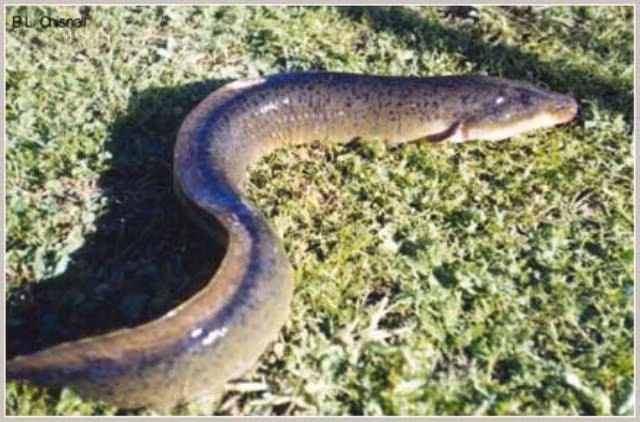 Máu cá chình được ghi nhận là có độc tính đối với người và các động vật có vú khác, tuy nhiên sau khi đun, nấu các proteins gây độc này bị mất tác dụng. Đây cũng là lwoif cảnh báo đối với một số người khi đi nhậu không nên dùng tiết các trình để pha rượu uống. Xem thêm: Những thực phẩm cực tốt giúp thanh nhiệt, giải độc trong mùa hè / Những món ăn dân dã cực tốt cho sức khỏe (P7)