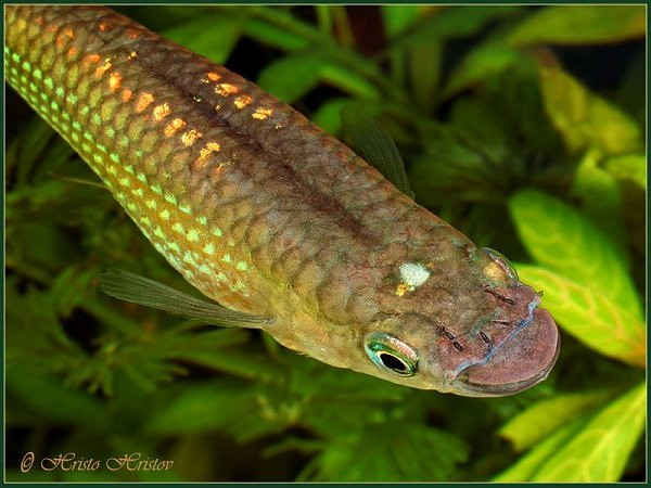 Cá bạc đầu: Gọi là cá bạc đầu, bởi trên đầu có 1 cái chấm sáng. Cá bạc đầu sống chủ yếu ở nhiệt độ từ 22-30 đọ, đôi khi chúng còn chịu được cao hơn rất nhiều ở những vũng nước tù đọng ngoài đồng ruộng. Xem thêm: Những thực phẩm cực tốt giúp thanh nhiệt, giải độc trong mùa hè / Những món ăn dân dã cực tốt cho sức khỏe (P7) Cá bạc đầu: Gọi là cá bạc đầu, bởi trên đầu có 1 cái chấm sáng. Cá bạc đầu sống chủ yếu ở nhiệt độ từ 22-30 đọ, đôi khi chúng còn chịu được cao hơn rất nhiều ở những vũng nước tù đọng ngoài đồng ruộng. Xem thêm: Những thực phẩm cực tốt giúp thanh nhiệt, giải độc trong mùa hè / Những món ăn dân dã cực tốt cho sức khỏe (P7)