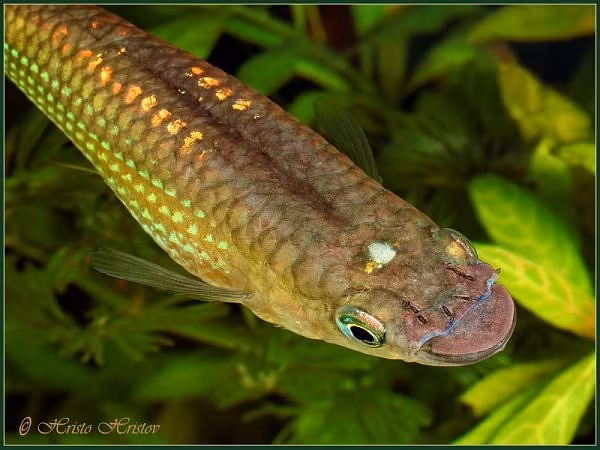 Cá bạc đầu: Gọi là cá bạc đầu, bởi trên đầu có 1 cái chấm sáng. Cá bạc đầu sống chủ yếu ở nhiệt độ từ 22-30 đọ, đôi khi chúng còn chịu được cao hơn rất nhiều ở những vũng nước tù đọng ngoài đồng ruộng. Xem thêm: Những thực phẩm cực tốt giúp thanh nhiệt, giải độc trong mùa hè / Những món ăn dân dã cực tốt cho sức khỏe (P7)