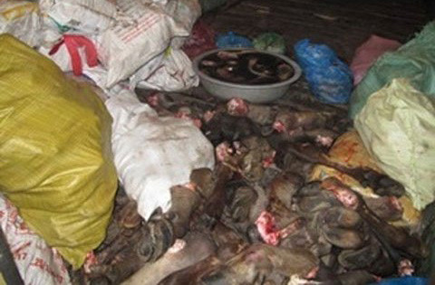 Số chân, đuôi trâu, bò bị phát hiện. Xem thêm: Cách mua thịt lợn an toàn và không dùng chất cấm / Gà vàng, heo quay hấp dẫn "nhờ"... phẩm độc