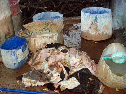 Thịt thối chuẩn bị đem ngâm hóa chất - Ảnh: Kim Cương Xem thêm: Cách mua thịt lợn an toàn và không dùng chất cấm / Gà vàng, heo quay hấp dẫn "nhờ"... phẩm độc