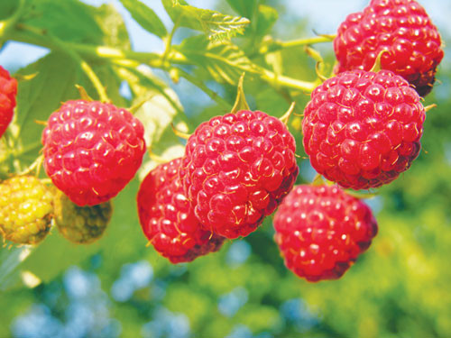 Ảnh: Shutterstock Ảnh: Shutterstock