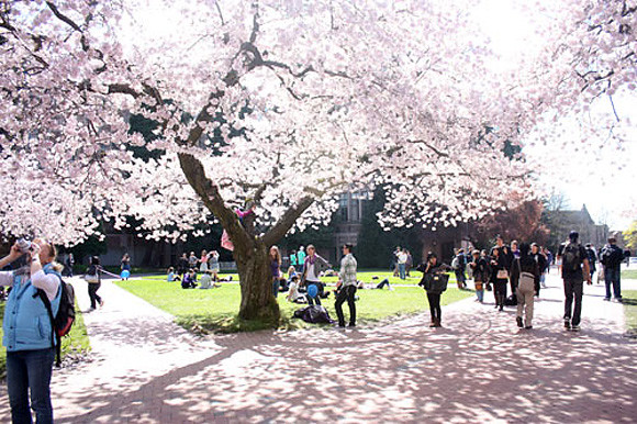 Hoa anh đào có nhiều loại, nhưng chủ yếu là hoa màu trắng, hồng nhạt và đỏ. Ở Đại học Washington chủ yếu trồng anh đào trắng và hồng nhạt. Loại đỏ chỉ có một vài cây.