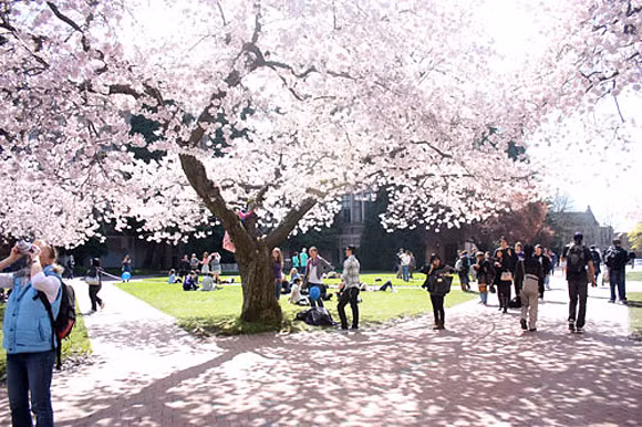 Hoa anh đào có nhiều loại, nhưng chủ yếu là hoa màu trắng, hồng nhạt và đỏ. Ở Đại học Washington chủ yếu trồng anh đào trắng và hồng nhạt. Loại đỏ chỉ có một vài cây.