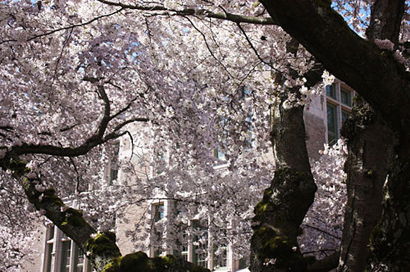 Những gốc cây anh đào xù xì này đã có lịch sử gần 100 năm rồi đấy.