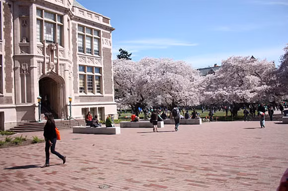 Hoa anh đào thực ra đã được trồng ở Mỹ từ năm 1885, nhưng phải đến năm 1912, nó mới được chính thức trồng phổ biến nhiều nơi trên đất nước Hoa Kì.