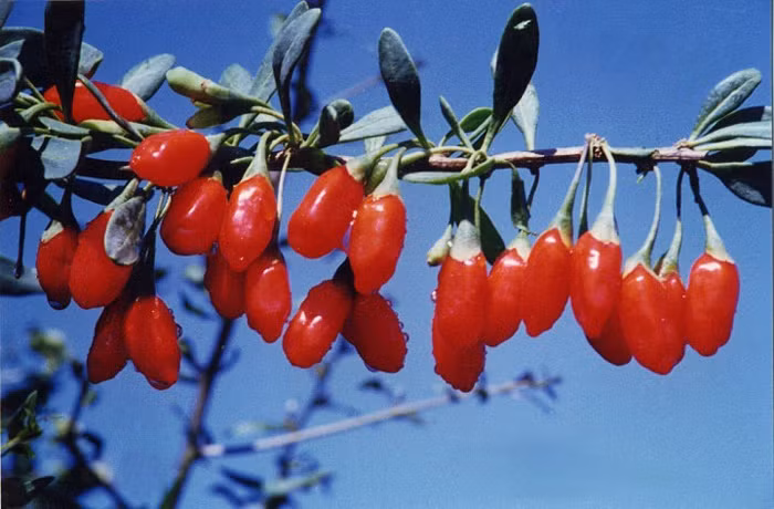 Đối với những người ở độ tuổi trung niên thì không thể lơ là với chứng cao huyết áp. Những thực phẩm chứa phong phú vitamin E, lại không có cholestrole đều là những sản phẩm bổ thận rất tốt. Cẩu khởi là một lựa chọn đầu tiên cho loại sản phẩm này. Ngoài ra còn có vừng đen, mộc nhĩ, hạch đào đều là những thực phẩm bổ thận tốt nam giới thường xuyên nên dùng. Xem thêm: Những thực phẩm cực tốt giúp thanh nhiệt, giải độc trong mùa hè (P2) / Điểm mặt một số loại rượu ngâm thảo dược cực tốt cho sức khỏe