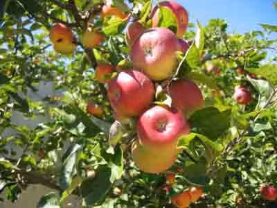 Quả táo bảo vệ tim, giảm béo: Nam giới có tỉ lệ mắc bệnh van tim cao gấp 3 lần so với nữ giới. Các nhà khoa học Hà Lan phát hiện, nam giới mỗi ngày ăn một quả táo thì có thể giảm 50% nguy cơ mắc bệnh này. Nếu mỗi tuần bạn sắp xếp được một "ngày của táo" và ăn trong 5 tuần liên tục là đủ để phòng ngừa được bệnh van tim cũng như giúp giảm béo. Trong "ngày của táo" này, bạn cần ăn 1.500g táo tươi, chia thành 6 lần để ăn. Xem thêm: Những thực phẩm cực tốt giúp thanh nhiệt, giải độc trong mùa hè (P2) / Điểm mặt một số loại rượu ngâm thảo dược cực tốt cho sức khỏe