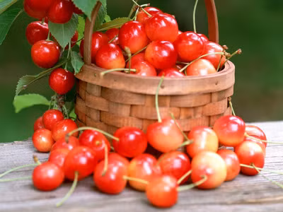 Hai mươi quả sơ ri "đối kháng" với viêm khớp: Những người nam giới thường xuyên phải "hoạt động mạnh và nặng" nên dễ mắc bệnh viêm khớp. Thông thường ăn sơ ri hoặc uống nước sơ ri có thể phòng chống được bệnh viêm khớp. Mỗi ngày ăn 20 quả sơ ri chua ngọt thì có thể giảm cơ bản những cơn đau do viêm khớp gây ra. Xem thêm: Những thực phẩm cực tốt giúp thanh nhiệt, giải độc trong mùa hè (P2) / Điểm mặt một số loại rượu ngâm thảo dược cực tốt cho sức khỏe