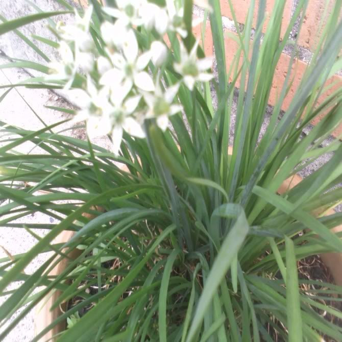 Hẹ: Hẹ rất giàu vitamin C, carotene và giàu các nguyên tố vi lượng như kali, canxi, magiê, selen, sắt, giúp tăng lực, tốt khí, lưu thông máu. Ngoài ra, lá hẹ cũng có giá trị chữa bệnh, như giảm mỡ máu, trị táo bón, ngăn ngừa bệnh béo phì, tiểu đường, bệnh tim mạch, và ung thư. Hẹ: Hẹ rất giàu vitamin C, carotene và giàu các nguyên tố vi lượng như kali, canxi, magiê, selen, sắt, giúp tăng lực, tốt khí, lưu thông máu. Ngoài ra, lá hẹ cũng có giá trị chữa bệnh, như giảm mỡ máu, trị táo bón, ngăn ngừa bệnh béo phì, tiểu đường, bệnh tim mạch, và ung thư.