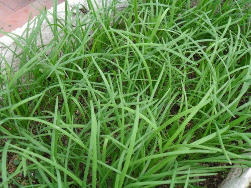 Đặc biệt, y học Trung Quốc nhấn mạnh, hẹ là loại thực phẩm tốt cho thận và cần cho nam giới. Đặc biệt, y học Trung Quốc nhấn mạnh, hẹ là loại thực phẩm tốt cho thận và cần cho nam giới.