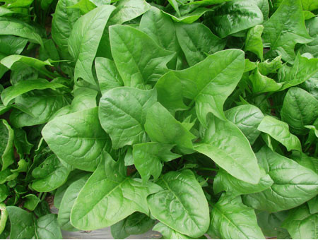 Không chỉ có vậy, rau bina còn phong phú hàm lượng chất sắt, axit folic có thể thúc đẩy sự tổng hợp các tế bào máu đỏ mang oxy, đẩy nhanh tuần hoàn máu, về cơ bản có thể cải thiện chất lượng tình dục của nam giới. Không chỉ có vậy, rau bina còn phong phú hàm lượng chất sắt, axit folic có thể thúc đẩy sự tổng hợp các tế bào máu đỏ mang oxy, đẩy nhanh tuần hoàn máu, về cơ bản có thể cải thiện chất lượng tình dục của nam giới.