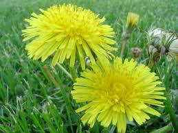 Bồ công anh còn chữa viêm loét dạ dày, ung thư vú, mụn nhọt, ghẻ lở, các bệnh ngoài da, giúp làn da tươi sáng, trẻ hóa, ngừa ung thư nhờ tác dụng tăng cường thải độc cho gan. Xem thêm: Cây thuốc dân gian / Các loại bệnh thường gặp trong cuộc sống. Bồ công anh còn chữa viêm loét dạ dày, ung thư vú, mụn nhọt, ghẻ lở, các bệnh ngoài da, giúp làn da tươi sáng, trẻ hóa, ngừa ung thư nhờ tác dụng tăng cường thải độc cho gan. Xem thêm: Cây thuốc dân gian / Các loại bệnh thường gặp trong cuộc sống.