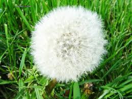 Bồ công anh: Hàm lượng magiê cao trong bồ công anh rất tốt cho những bệnh nhân loãng xương, còi xương. Bồ công anh có tác dụng nâng đỡ và tăng cường hoạt động của các cơ quan nội tạng trong cơ thể, chữa suy nhược, biếng ăn. Nó còn có tính lọc máu, tẩy độc cho cơ thể và làm gia tăng sức đề kháng. Xem thêm: Cây thuốc dân gian / Các loại bệnh thường gặp trong cuộc sống. Bồ công anh: Hàm lượng magiê cao trong bồ công anh rất tốt cho những bệnh nhân loãng xương, còi xương. Bồ công anh có tác dụng nâng đỡ và tăng cường hoạt động của các cơ quan nội tạng trong cơ thể, chữa suy nhược, biếng ăn. Nó còn có tính lọc máu, tẩy độc cho cơ thể và làm gia tăng sức đề kháng. Xem thêm: Cây thuốc dân gian / Các loại bệnh thường gặp trong cuộc sống.