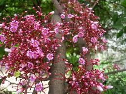 Hoa khế: Hoa có vị chua, chát, tính bình có công dụng bổ thận, sinh tinh, nhuận phế tiêu đờm, chữa chứng ho khan, ho có đờm, kiết lị. Xem thêm: Cây thuốc dân gian / Các loại bệnh thường gặp trong cuộc sống. Hoa khế: Hoa có vị chua, chát, tính bình có công dụng bổ thận, sinh tinh, nhuận phế tiêu đờm, chữa chứng ho khan, ho có đờm, kiết lị. Xem thêm: Cây thuốc dân gian / Các loại bệnh thường gặp trong cuộc sống.