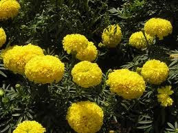 Người phương Đông coi hoa cúc vạn thọ là hình ảnh trường sinh và cuộc sống vĩnh hằng. Theo kinh nghiệm dân gian, dùng hoa cúc vạn thọ, giã nát, trộn với ít đường, hấp chín, nghiền nát, chắt nước uống, có tác dụng chữa kiết lỵ. Nếu phối hợp với húng chanh, hoa đu đủ đực, đường phèn, hấp chín, chắt lấy nước uống có tác dụng chữa go gà và viêm phế quản. Xem thêm: Cây thuốc dân gian / Các loại bệnh thường gặp trong cuộc sống. Người phương Đông coi hoa cúc vạn thọ là hình ảnh trường sinh và cuộc sống vĩnh hằng. Theo kinh nghiệm dân gian, dùng hoa cúc vạn thọ, giã nát, trộn với ít đường, hấp chín, nghiền nát, chắt nước uống, có tác dụng chữa kiết lỵ. Nếu phối hợp với húng chanh, hoa đu đủ đực, đường phèn, hấp chín, chắt lấy nước uống có tác dụng chữa go gà và viêm phế quản. Xem thêm: Cây thuốc dân gian / Các loại bệnh thường gặp trong cuộc sống.