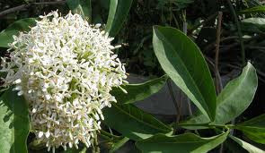 Theo đông y, hoa mẫu đơn có tác dụng hạ huyết áp và kháng khuẩn, dùng chữa các chứng bệnh sốt về đêm, đau nhức xương, phụ nữ bế kinh, người bị mụn nhọt, sưng đau do sang chấn, vấp ngã. Xem thêm: Cây thuốc dân gian / Các loại bệnh thường gặp trong cuộc sống. Theo đông y, hoa mẫu đơn có tác dụng hạ huyết áp và kháng khuẩn, dùng chữa các chứng bệnh sốt về đêm, đau nhức xương, phụ nữ bế kinh, người bị mụn nhọt, sưng đau do sang chấn, vấp ngã. Xem thêm: Cây thuốc dân gian / Các loại bệnh thường gặp trong cuộc sống.