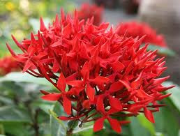 Hoa mẫu đơn: Mẫu đơn là loài hoa vương giả sang trọng ở Trung Quốc biểu tượng cho sự giàu có, thịnh vượng, sắc đẹp. Ở Nhật Bản, Mẫu Đơn tượng trưng cho cuộc hôn nhân hạnh phúc với nhiều con cháu. Còn trong ngôn ngữ loài hoa phương Tây, nhờ những đặc tính y học tuyệt vời, Mẫu đơn còn được xem như một loại dược thảo chữa bệnh và mang ý nghĩa "sự e lệ". Xem thêm: Cây thuốc dân gian / Các loại bệnh thường gặp trong cuộc sống. Hoa mẫu đơn: Mẫu đơn là loài hoa vương giả sang trọng ở Trung Quốc biểu tượng cho sự giàu có, thịnh vượng, sắc đẹp. Ở Nhật Bản, Mẫu Đơn tượng trưng cho cuộc hôn nhân hạnh phúc với nhiều con cháu. Còn trong ngôn ngữ loài hoa phương Tây, nhờ những đặc tính y học tuyệt vời, Mẫu đơn còn được xem như một loại dược thảo chữa bệnh và mang ý nghĩa "sự e lệ". Xem thêm: Cây thuốc dân gian / Các loại bệnh thường gặp trong cuộc sống.