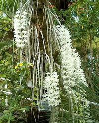 y học Lan phi điệp: Lan Phi Diệp còn có tên gọi khác như Hoàng thảo đùi gà, Hoàng thảo cẳng gà, Hoàng thảo dẹt, Huỳnh thảo, Co vàng sào (Thái), lan Phi điệp, Phi điệp kép. Cây được dùng trong y học cổ truyền với tên thuốc là Thạch hộc hay Kẹp thảo. Xem thêm: Cây thuốc dân gian / Các loại bệnh thường gặp trong cuộc sống. y học Lan phi điệp: Lan Phi Diệp còn có tên gọi khác như Hoàng thảo đùi gà, Hoàng thảo cẳng gà, Hoàng thảo dẹt, Huỳnh thảo, Co vàng sào (Thái), lan Phi điệp, Phi điệp kép. Cây được dùng trong y học cổ truyền với tên thuốc là Thạch hộc hay Kẹp thảo. Xem thêm: Cây thuốc dân gian / Các loại bệnh thường gặp trong cuộc sống.