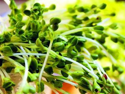 Các hoá chất nếu có trong rau mầm có thể sẽ bị tiêu huỷ hoặc giảm đi nhiều nếu rau được nấu chín. Vì vậy nên hạn chế ăn sống rau mầm. Người già, trẻ em và những người có hệ miễn dịch yếu không nên ăn rau mầm sống. Xem thêm: Các cây thuốc dân gian chữa bệnh hiệu quả.