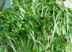 Rau mầm còn có thể bị nhiễm khuẩn, nhiễm bẩn do quá trình thu hoạch không bảo quản đúng cách. Bên cạnh đó, còn có nguy cơ từ lượng phân bón thấm vào rau mầm khi người ta cố tình dùng nó để kéo dài ngày thu hoạch. Xem thêm: Các cây thuốc dân gian chữa bệnh hiệu quả.