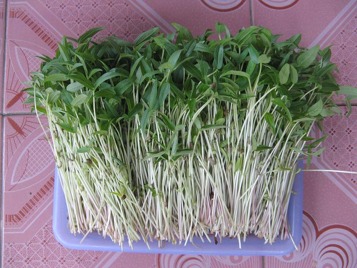 Nhiều nghiên cứu đã cho thấy, rau mầm có chứa nhiều loại vitamin, axit amin, chất xơ và các chất dinh dưỡng cần thiết cho cơ thể với hàm lượng cao. Ví dụ trong rau mầm cải củ, hàm lượng vitamin C cao gấp 29 lần trong sữa, vitamin A cao gấp 4 lần và hàm lượng can xi cao gấp 10 lần trong khoai tây. Ngoài ra, loại mầm này còn là một nguồn cung cấp dồi dào carotene, chlorophyl, đạm dễ tiêu. Xem thêm: Các cây thuốc dân gian chữa bệnh hiệu quả.