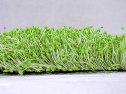 Tuy nhiên khi sử dụng loại thực phẩm này cũng phải lưu ý vì một số tác hại của nó gây ra với sức khỏe. Xem thêm: Các cây thuốc dân gian chữa bệnh hiệu quả.