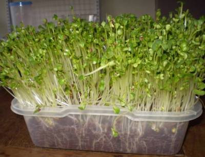 Theo báo chí Mỹ, rau mầm là nguyên nhân gây ra một số vụ ngộ độc thực phẩm ở Mỹ. Vì hầu hết các loại rau mầm đều phải trồng trong môi trường ấm và đây chính là cơ hội cho các loại vi khuẩn phát triển. Nếu quá trình chăm sóc rau không bảo đảm an toàn thì rau bị nhiễm khuẩn cũng là đương nhiên. Xem thêm: Các cây thuốc dân gian chữa bệnh hiệu quả.