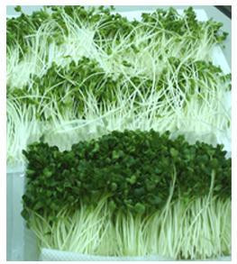 Rau mầm là thực phẩm có giá trị dinh dưỡng cao gấp 5 lần so với các loại rau thường, hơn nữa, rau mầm không chứa mầm bệnh và vi sinh vật gây hại cho sức khỏe của con người. Người ta so sánh lượng chất dinh dưỡng có trong rau mầm tương đương với lượng dinh dưỡng có chứa trong một quả trứng vịt lộn. Chỉ cần 50g loại rau này sẽ tương đương với lượng dinh dưỡng trong 200g rau bình thường. Xem thêm: Các cây thuốc dân gian chữa bệnh hiệu quả.