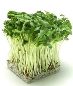 Các nhà khoa học Mỹ còn phát hiện ra rau mầm còn rất thích hợp cho các chế độ ăn kiêng lành mạnh, chứa các chất chống ôxy hoá giúp làm chậm quá trình lão hoá và ngăn ngừa các nguy cơ về ung thư. Nghiên cứu ở Australia cho thấy, hầu như tất cả các loại rau thuộc họ hoa thập tự (Brassicaceae) đều có chứa chất glucosinonates (GSL), khi nhai chất này sẽ biến thành chất isothiocyanates (ITC) giúp cơ thể chống lại sự phát triển tế bào ung thư. Tuy nhiên chất GSL có nhiều nhất trong hạt và mầm của suplơ xanh, củ cải trắng, … và ít dần khi cây lớn. Xem thêm: Các cây thuốc dân gian chữa bệnh hiệu quả.