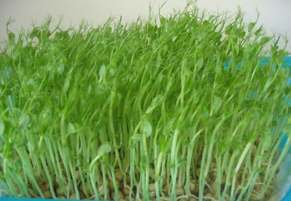 Trong rau mầm có nhiều men kích thích tăng trưởng, giúp cơ thể tăng cường sức đề kháng, ngừa cảm cúm, giảm cholesterol. Theo lý giải của các nhà khoa học Mỹ và nhật Bản, trong mầm đậu tương có hai hoạt chất là phytoestro-genistein và daidzein nhiều hơn hàng chục lần so với hạt đậu tương. Chúng là các nội tiết tố cho sinh dục nữ và làm đẹp cho nữ giới. Xem thêm: Các cây thuốc dân gian chữa bệnh hiệu quả.