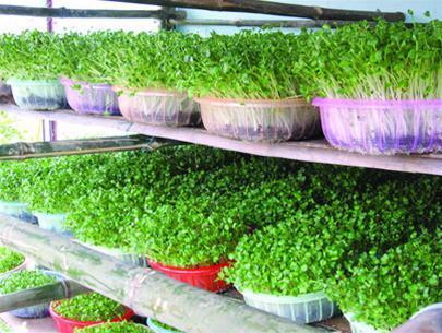 Khi muốn sử dụng rau mầm làm thực phẩm cách tốt nhất là các gia đình nên tự trồng để ăn trong nhà. Trường hợp phải mua thì nên chọn rau mầm của những nhà cung cấp uy tín, bảo đảm có sự giám sát của cơ quan quản lý vệ sinh an toàn thực phẩm và bày bán ở những nơi tin cậy được. Xem thêm: Các cây thuốc dân gian chữa bệnh hiệu quả.