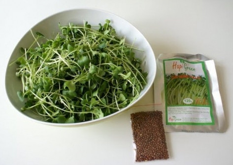 Ngoài ra, nguy cơ ngộ độc rau mầm còn có thể đến từ chính đặc tính sinh học của hạt giống. Nhiều nghiên cứu đã ghi nhận trong mầm khoai tây có chứa độc chất solanine, mầm của các loại dưa dây có độc chất giống như trong sắn và măng (chứa glucozit sinh axit xyanhydric), mầm hạt đậu ván già có độc chất sapo glucozite và trypsin... Xem thêm: Các cây thuốc dân gian chữa bệnh hiệu quả.