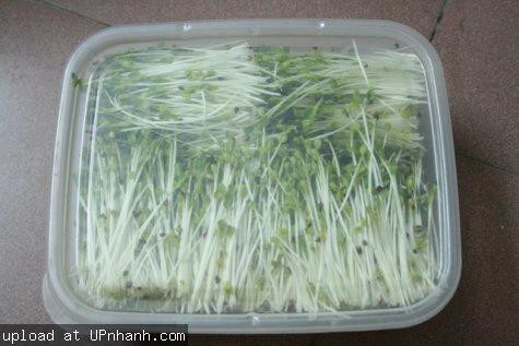 Rau mua về nên sử dụng ngay trong vòng 24 giờ, cũng có thể bảo quản trong túi nilông hoặc hộp nhựa thoáng khí ở điều kiện 5oC, tối đa từ 4 – 5 ngày. Cảnh giác với những loại rau mầm để tủ lạnh đến 10 – 15 ngày vẫn không bị hư, vì có thể có chất bảo quản. Xem thêm: Các cây thuốc dân gian chữa bệnh hiệu quả.